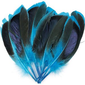 Kachní peří délka 13-15 cm Varianta: 3 modrá tyrkys, Balení: 1 sáček